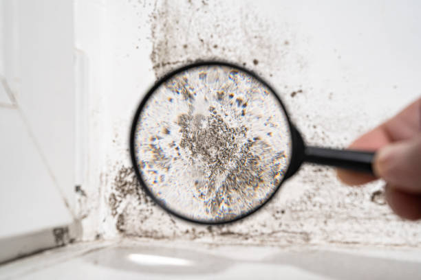 Reliable Elkton, KY Mold Remediation Solutions